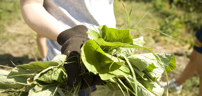 sustainability