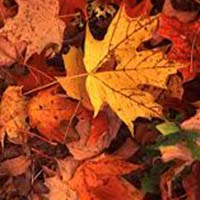 Photo of autumn leaves