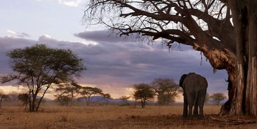 Tanzania Photo
