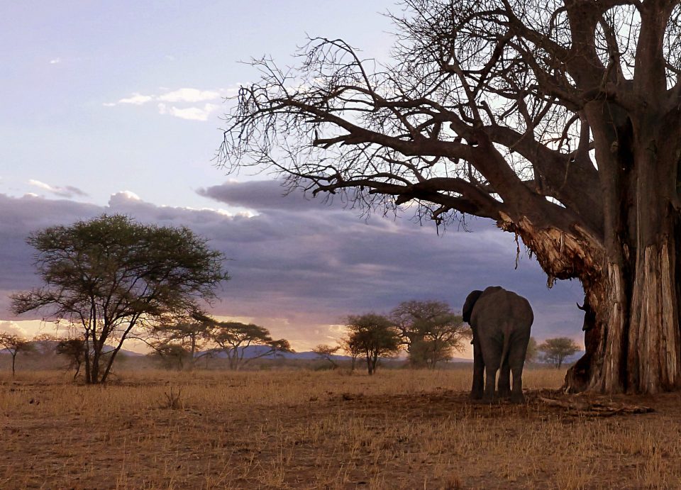 Picture of Elephant in Serengeti National Park