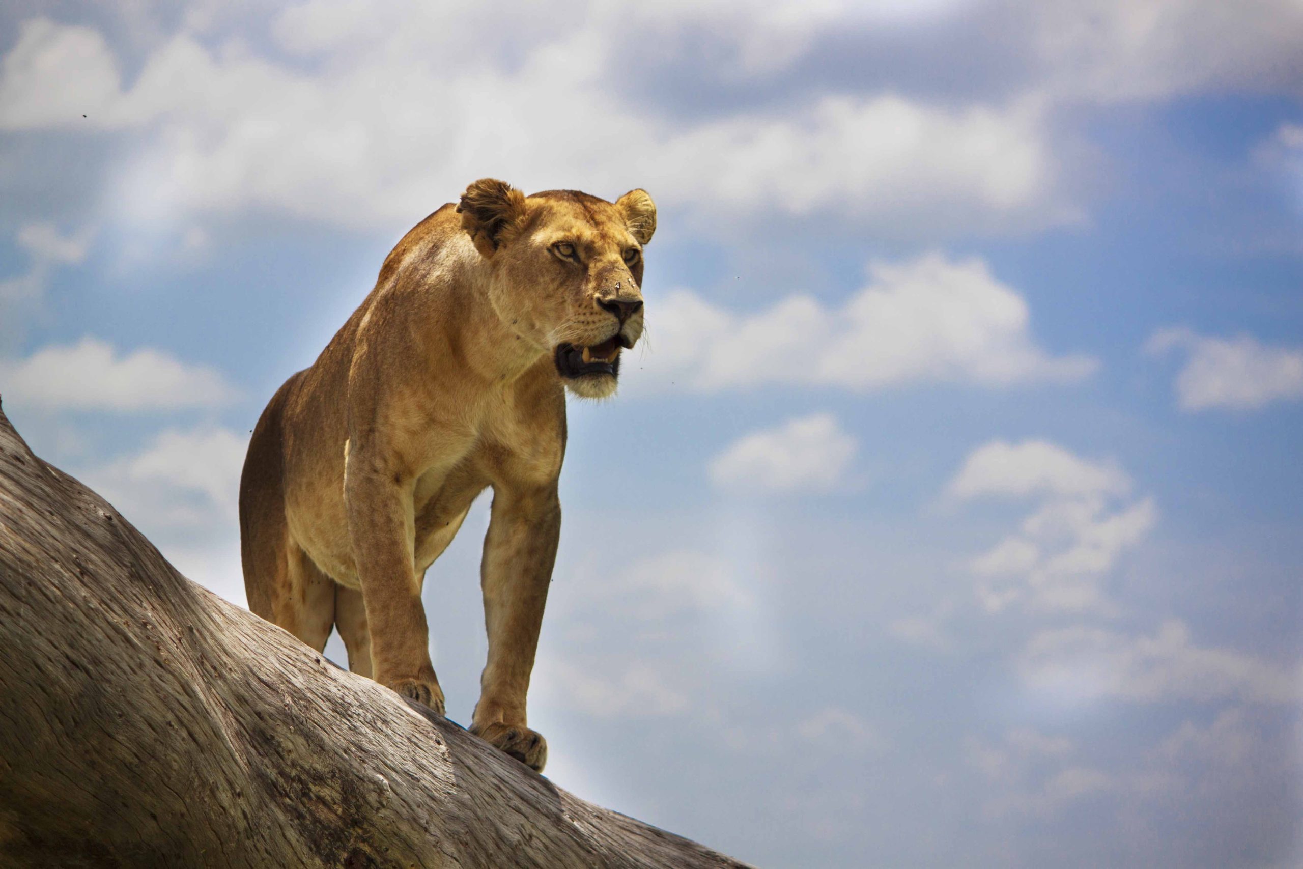 Picture of a lion while on Safari