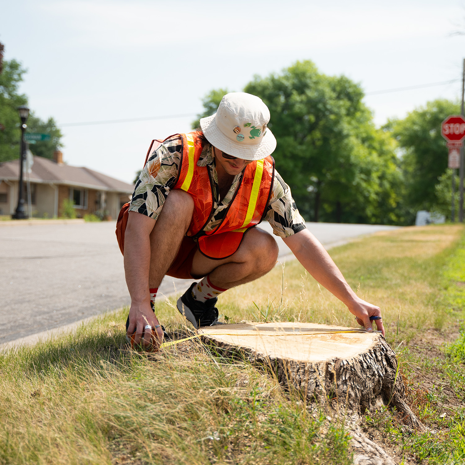 A student measures a tree trunk as part of emerald ash borer researcher.