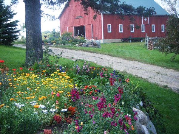 Road in a green field with flowers on the left and a red barn on the right