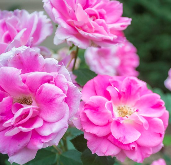 A close-up of pink flowers with green grass in the background