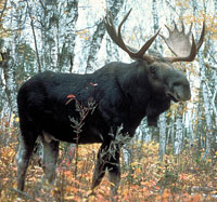 Moose Moose