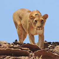 Lion Rangers
