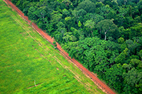 Deforestation