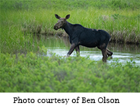 Moose Photo by Ben Olson