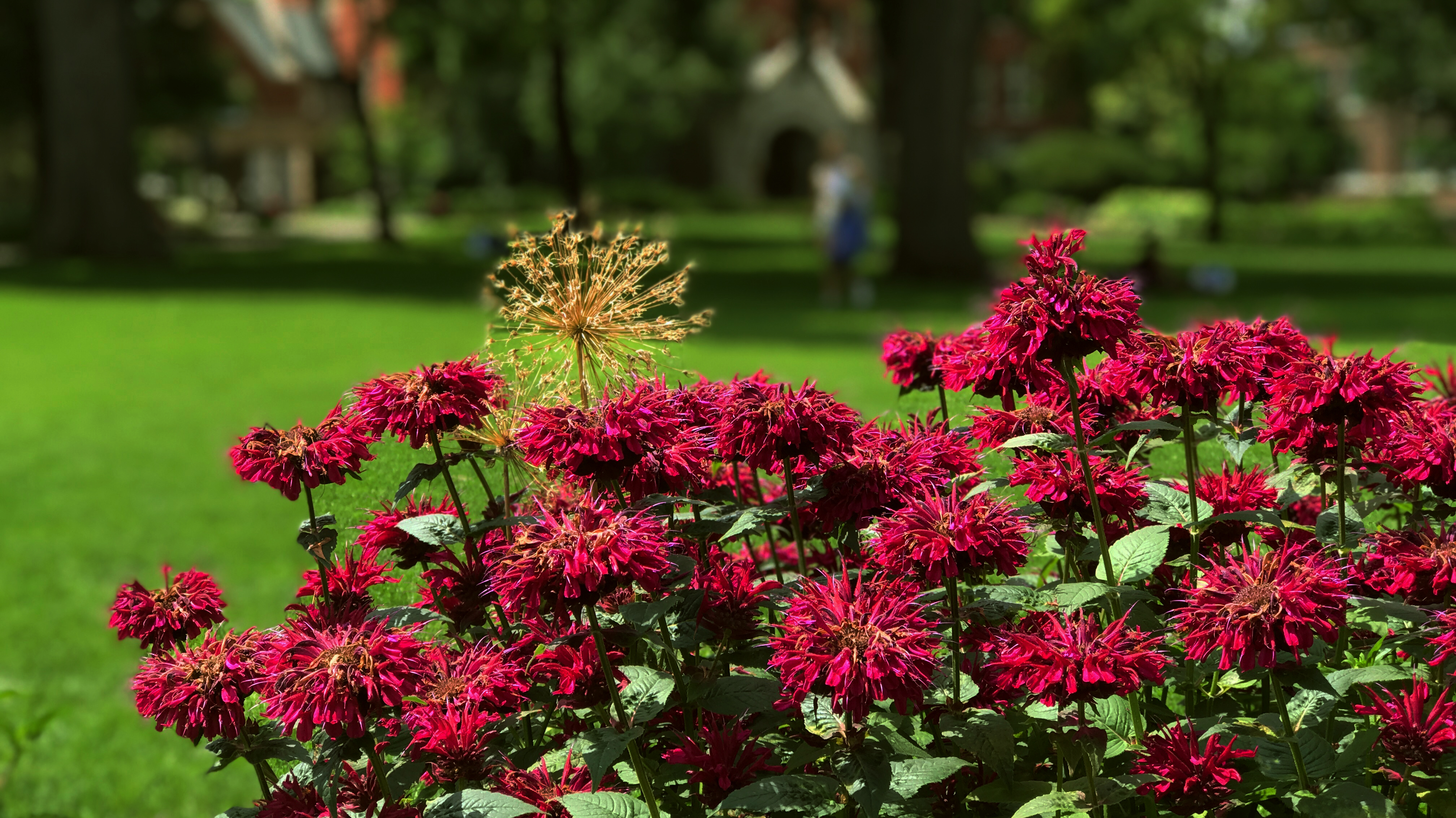 Macalester in Bloom News