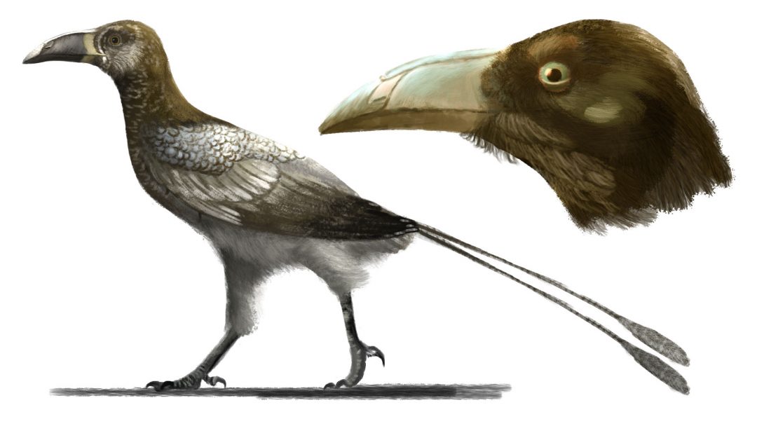 With rare fossil bird discovery, geology professor closer to solving