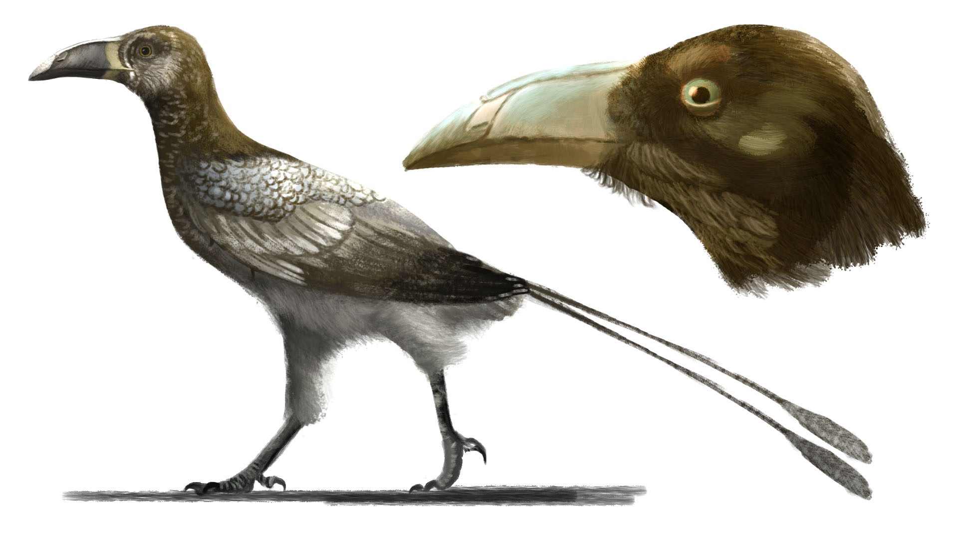 With rare fossil bird discovery, geology professor closer to solving