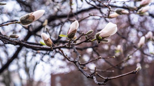 Photo of a tree branch