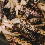 Multicolored corn