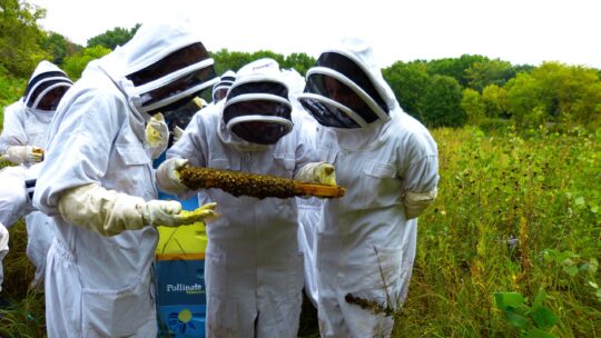 Three people dressed in beekeeping suits inspect a hive frame covered with bees.