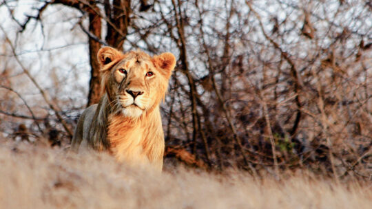A lion stands in golden grass in front of tree branches with no leaves.