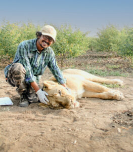Stotra Chakrabarti with a lion that has been tranquilized.