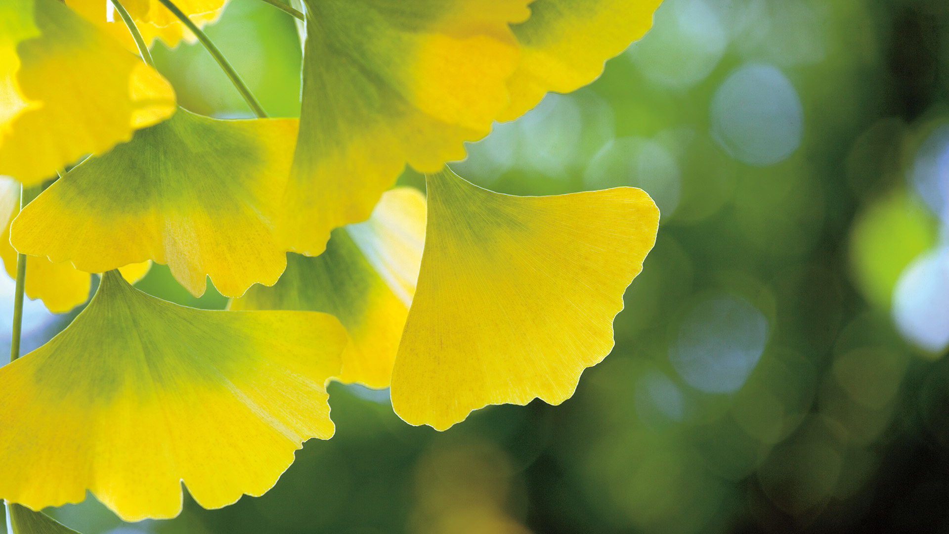 Ginkgo tree