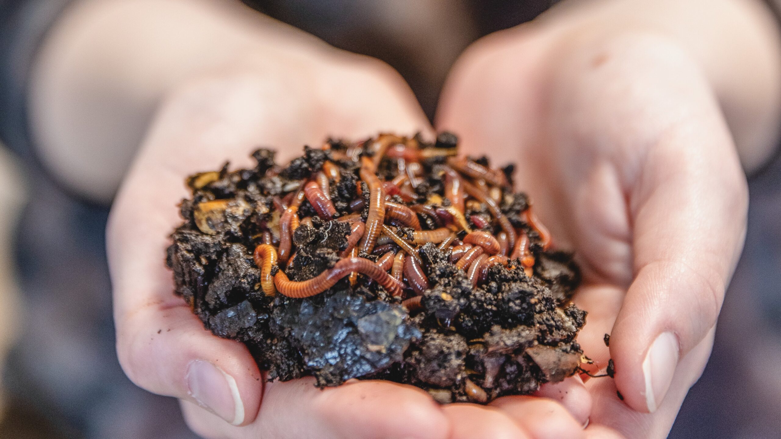 A pair of cupped hands holds a small pile of soil filled with earthworms.
