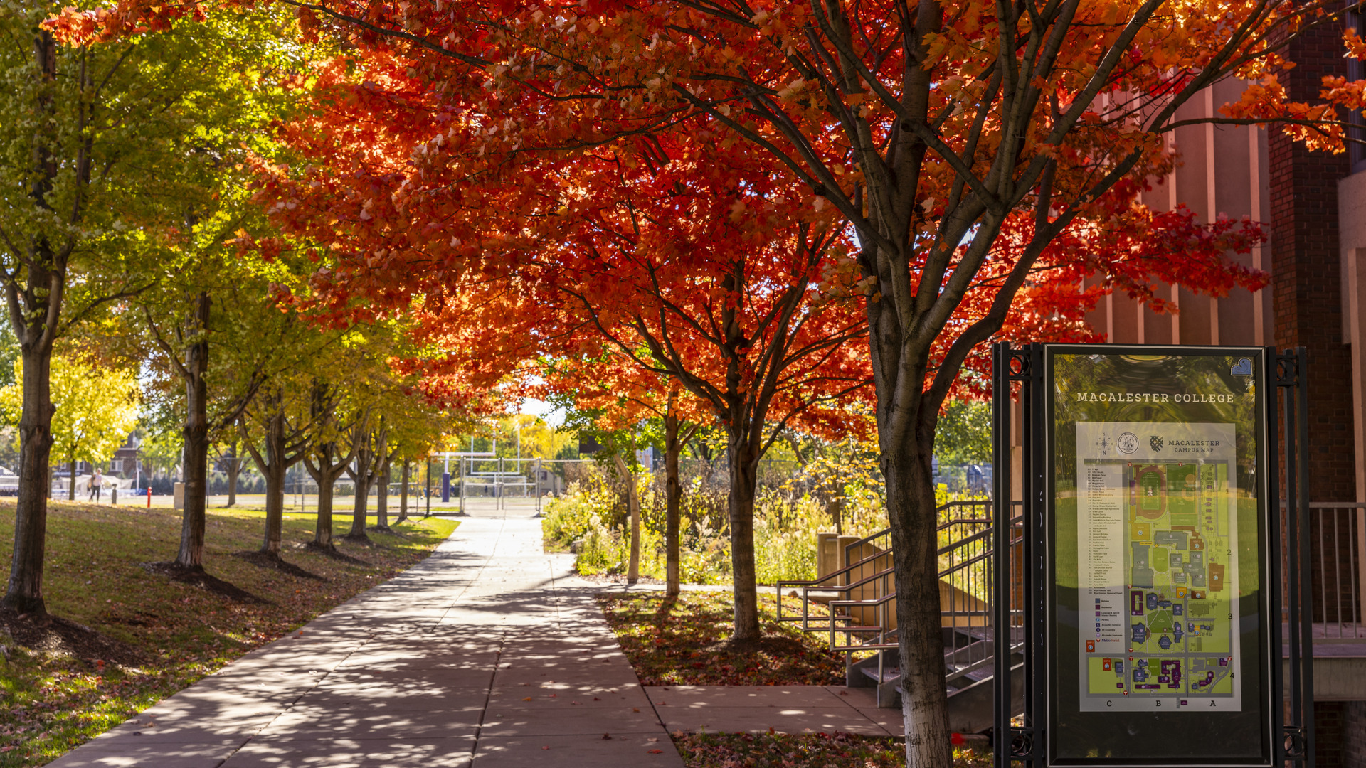 Sidewalk on Macalester campus lined with trees, including one large tree with red leaves