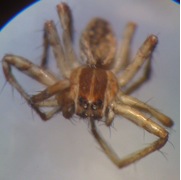 fishingspider2