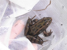 frog1