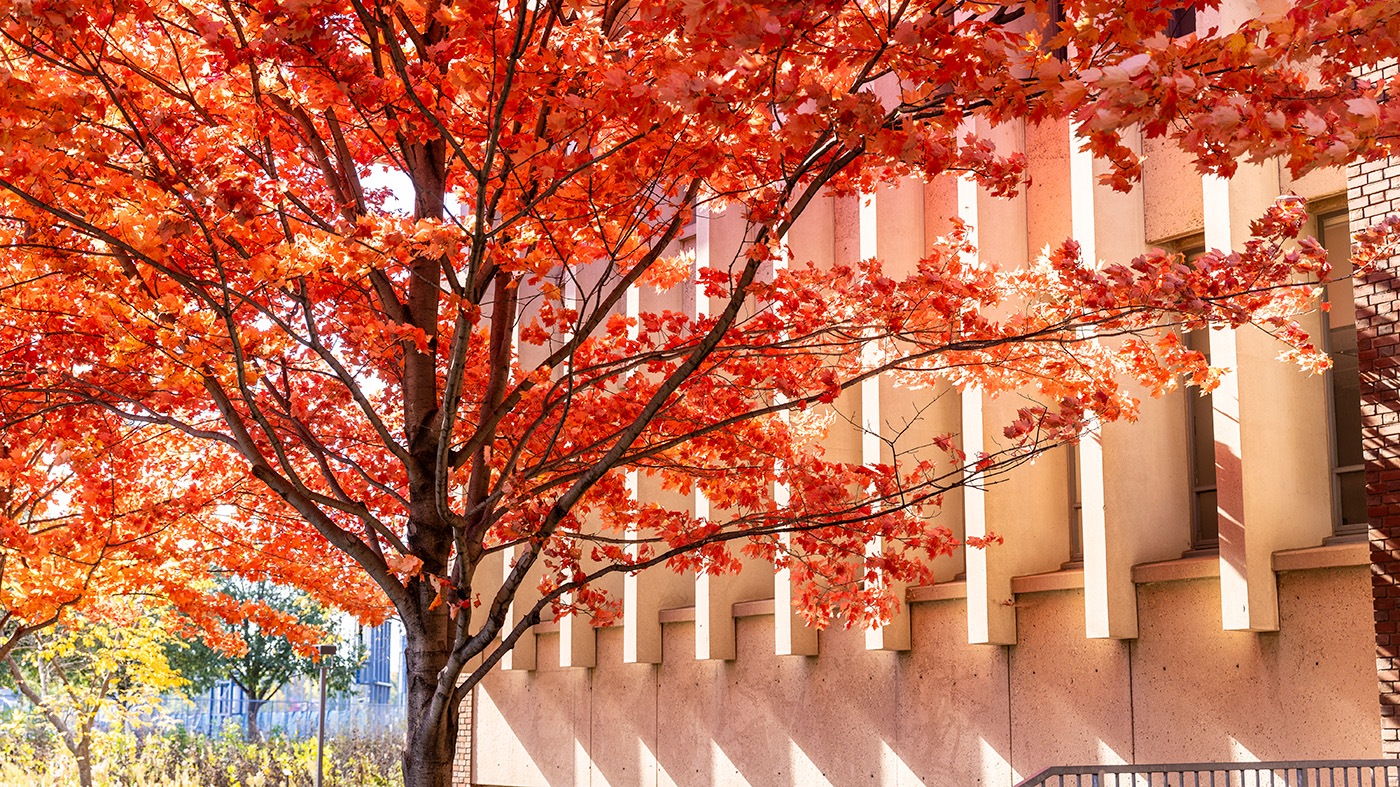 Bright red leaves on a tree in front of the Olin-Rice Science Center
