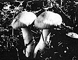 Photo of fungi