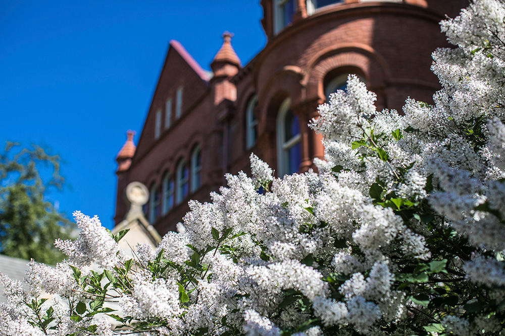 White flowers bloom in front of Old Main, a red brick building at the center of Macalester's campus