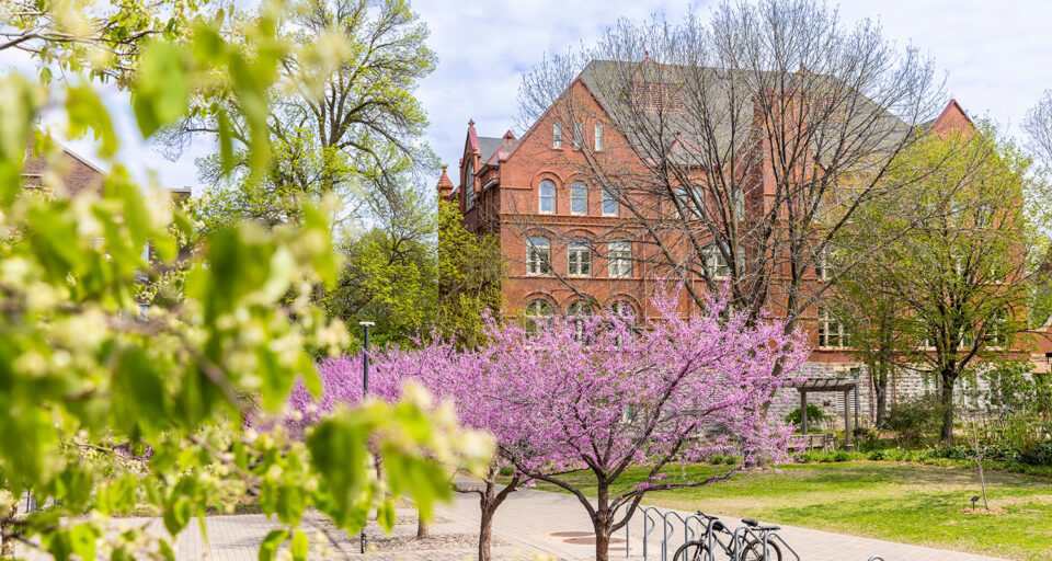 Trees bloom with green leaf buds and purple flowers in front of Old Main, a red brick building, on Macalester's campus