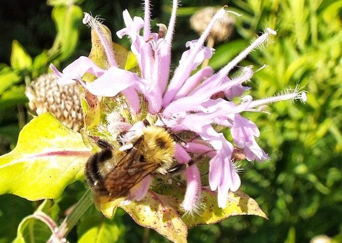 A Bumblebee on a Bee Balm