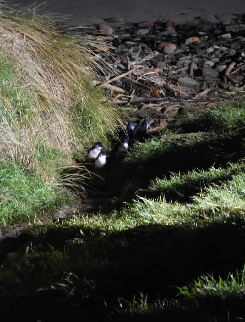 Four Kororā waddle up a field of grass towards some rocks