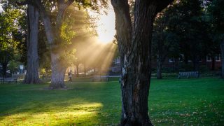 A bright ray of sun shines from behind a tree trunk on the Great Lawn.